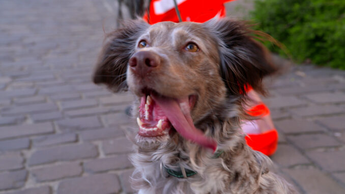 Rettungshund Hope